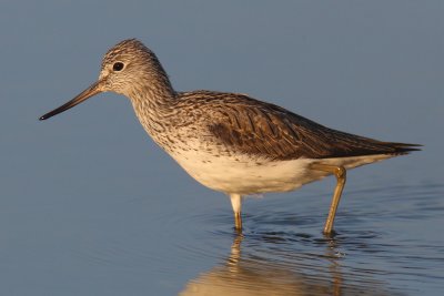 Common greenshank (tringa nebularia), Préverenges, Switzerland, April 2011