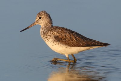Common greenshank (tringa nebularia), Préverenges, Switzerland, April 2011