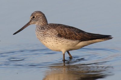 Common greenshank (tringa nebularia), Prverenges, Switzerland, April 2011