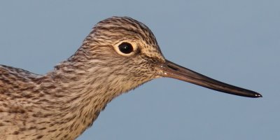 Common greenshank (tringa nebularia), Prverenges, Switzerland, April 2011