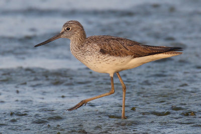 Common greenshank (tringa nebularia), Préverenges, Switzerland, April 2011