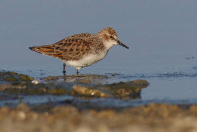 Little stint (calidris minuta), Prverenges, Switzerland, April 2011