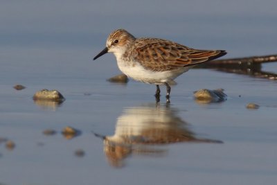 Little stint (calidris minuta), Prverenges, Switzerland, April 2011