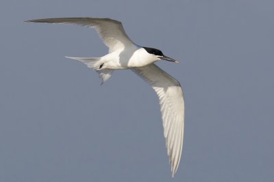 Sandwich tern (thalasseus sandvicensis), Préverenges, Switzerland, May 2011