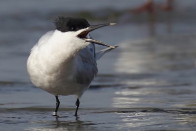 Sandwich tern (thalasseus sandvicensis), Préverenges, Switzerland, May 2011