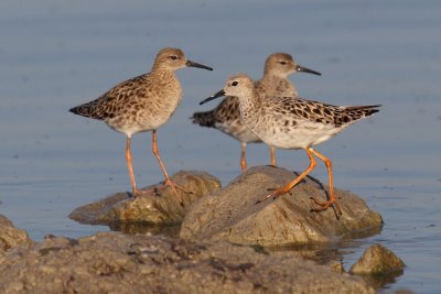 Ruff (philomachus pugnax), Prverenges, Switzerland, May 2011