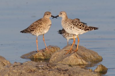 Ruff (philomachus pugnax), Prverenges, Switzerland, May 2011