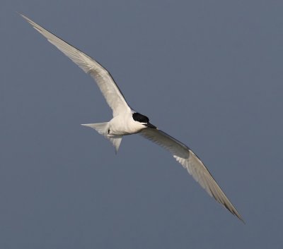 Sandwich tern (thalasseus sandvicensis), Préverenges, Switzerland, May 2011