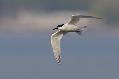 Sandwich tern (thalasseus sandvicensis), Préverenges, Switzerland, May 2011