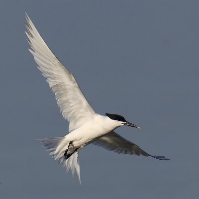 Sandwich tern (thalasseus sandvicensis), Préverenges, Switzerland, May 2011