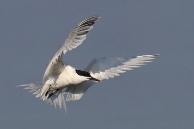 Sandwich tern (thalasseus sandvicensis), Préverenges, Switzerland, May 2011