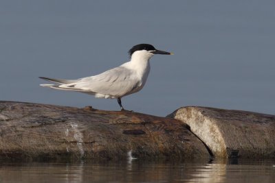 Sandwich tern (thalasseus sandvicensis), Préverenges, Switzerland, May 2011