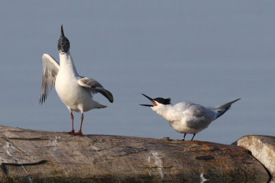Sandwich tern (thalasseus sandvicensis), Préverenges, Switzerland, May 2011