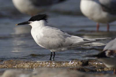Sandwich tern (thalasseus sandvicensis), Préverenges, Switzerland, May 2011