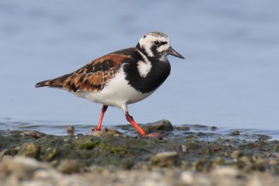 Ruddy turnstone (arenaria interpres), Préverenges, Switzerland, May 2011