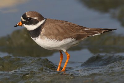 Ringed plover (charadrius hiaticula)