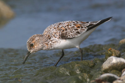 Sanderling (calidris alba), Prverenges, Switzerland, May 2011