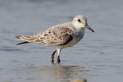 Sanderling (calidris alba), Prverenges, Switzerland, May 2011