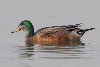 Mallard x chiloe wigeon (anas platyrhynchos x sibilatrix), Prverenges, Switzerland, May 2011