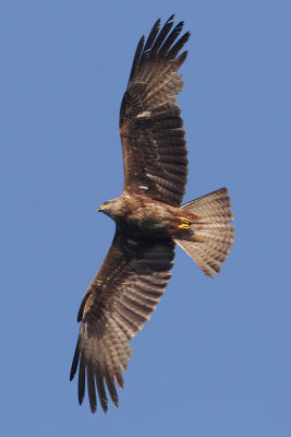 Black kite (milvus migrans), Prverenges, Switzerland, May 2011