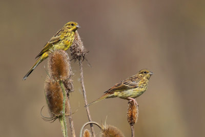 Yellowhammer (emberiza citrinella), Grancy, Switzerland, August 2010