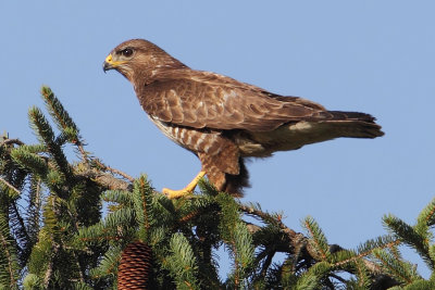 Common buzzard (buteo buteo), Echandens, Switzerland, July 2011