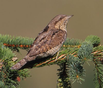 Wryneck (jynx torquilla), Ayer, Switzerland, July 2011