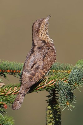 Wryneck (jynx torquilla), Ayer, Switzerland, July 2011