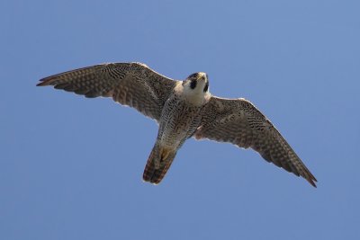 Peregrine falcon (falco peregrinus), Echandens, Switzerland, July 2011