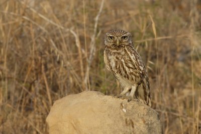 Little owl (athene noctua), Cuidad de Quesada, Spain, June 2007