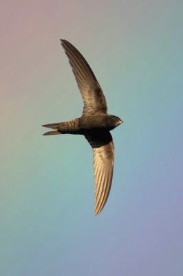 Common swift (apus apus), Echandens, Switzerland, July 2010