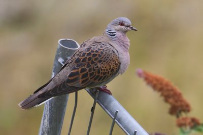 Turtle dove (streptopelia turtur), Penthaz, Switzerland, July 2011