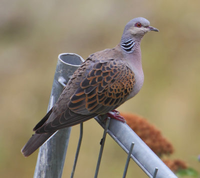 Turtle dove (streptopelia turtur), Penthaz, Switzerland, July 2011