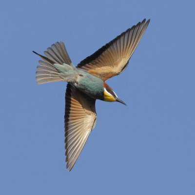 European bee-eater (merops apiaster), Penthaz, Switzerland, July 2011