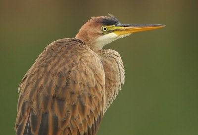 Purple heron (ardea purpurea), Champ-Pittet, Switzerland, Auust 2011