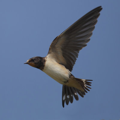 Swallow (hirundo rustica), Echandens, Switzerland, August 2011