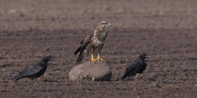 Common buzzard (buteo buteo), Vullierens, Switzerland, August 2011