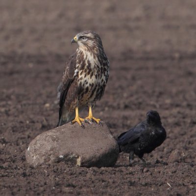 Common buzzard (buteo buteo), Vullierens, Switzerland, August 2011
