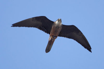 Eleonora's falcon (falco eleonorae), Mirador del Rio (Lanzarote), Spain, September 2011