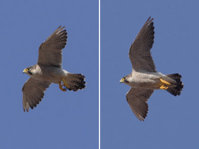 Barbary falcon (falco (peregrinus) pelegrinoides), Barranco de Juan Vera (La Gomera), Spain, September 2011