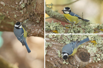 African blue tit (cyanistes teneriffae degener (ultramarinus)), Haria (Lanzarote), Spain, September 2011