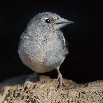 Blue chaffinch (fringilla teydea), Las Lajas (Tenerife), Spain, September 2011