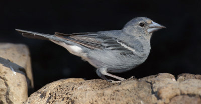 Blue chaffinch (fringilla teydea), Las Lajas (Tenerife), Spain, September 2011