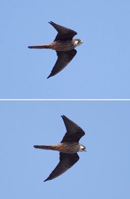 Eleonoras falcon (falco eleonorae), Mirador del Rio (Lanzarote), Spain, September 2011