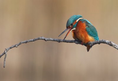 Kingfisher (alcedo atthis), Champ-Pittet, Switzerland, October 2011