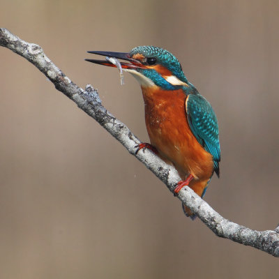 Kingfisher (alcedo atthis), Champ-Pittet, Switzerland, October 2011