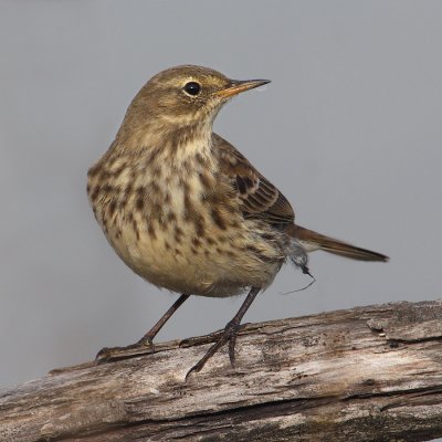 Water pipit (anthus spinoletta), Champ-Pittet, Switzerland, October 2011