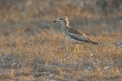 Eurasian stone-curlew (burhinus oedicnemus), El Jable (Lanzarote), Spain, September 2011