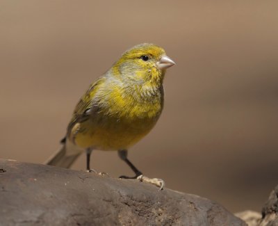 Atlantic canary