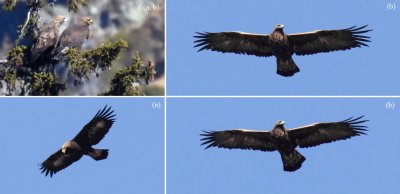 Record shots of golden eagles seen locally